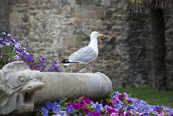 Seagull perched on stone fountain with purple flowers
