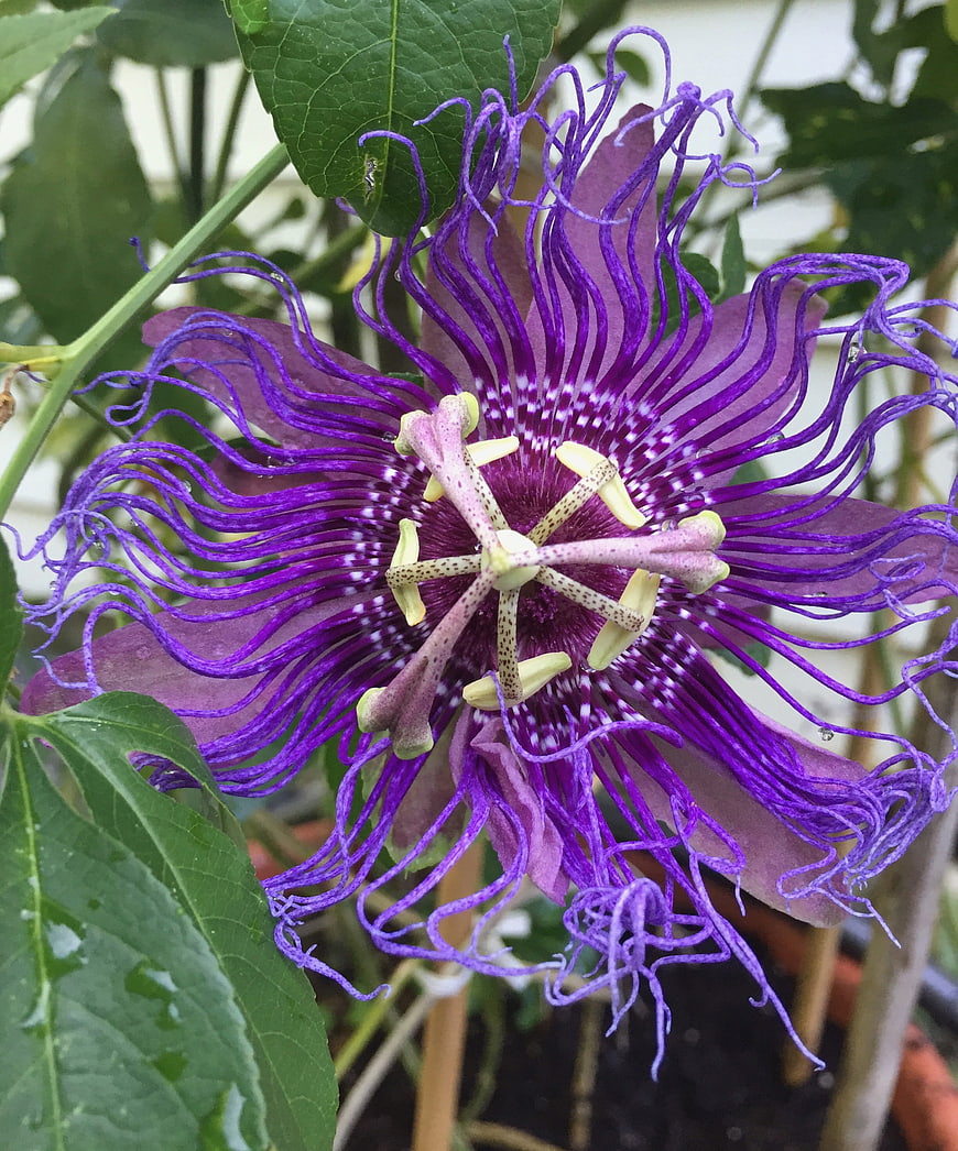 Close-up of vibrant purple passion flower bloom