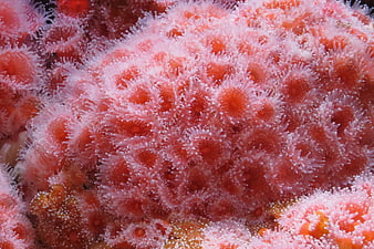Close-up of vibrant pink strawberry sea anemones underwater