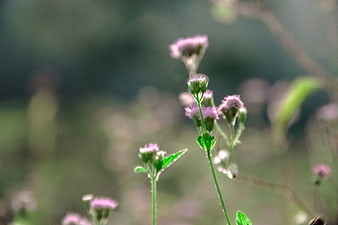 Delicate purple wildflowers with soft bokeh background