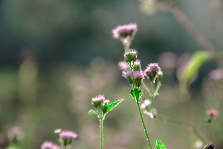 Delicate purple wildflowers with soft bokeh background