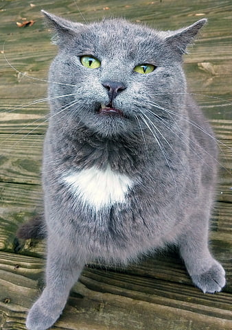 Funny gray cat with goofy expression on wooden deck