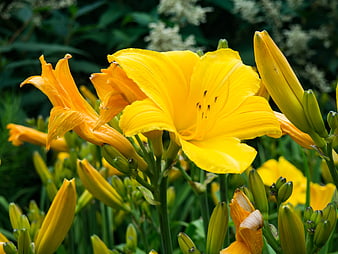 Vibrant Yellow Daylilies Blooming in Garden