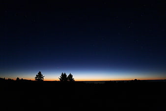 Silhouette of pine trees against a starry twilight sky