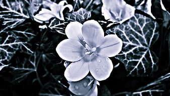 Blue-tinted close-up of a white flower with water droplets