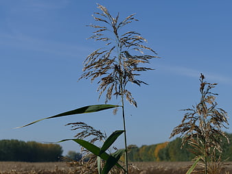 Tall Common Reed Against Blue Sky in Autumn Field