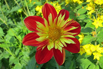 Vibrant Red and Yellow Dahlia Flower in Garden
