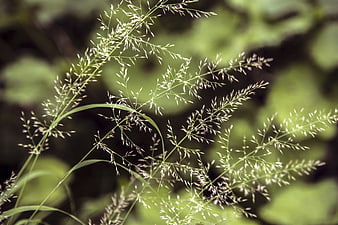 Close-up of delicate wild grass seed heads against blurred green background