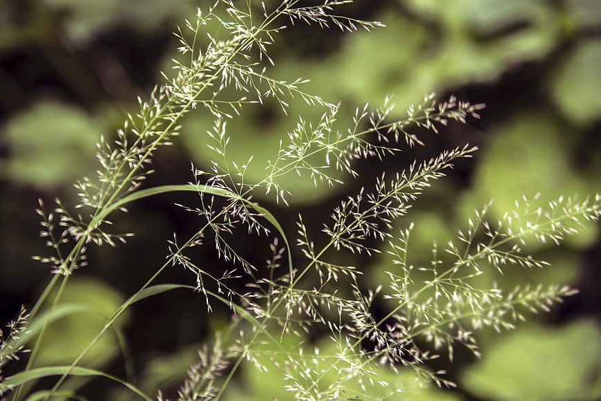 Close-up of delicate wild grass seed heads against blurred green background