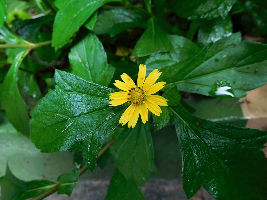 Close-up of a yellow wildflower with wet green leaves