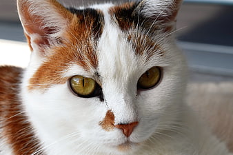 Close-up Portrait of Calico Cat with Green Eyes
