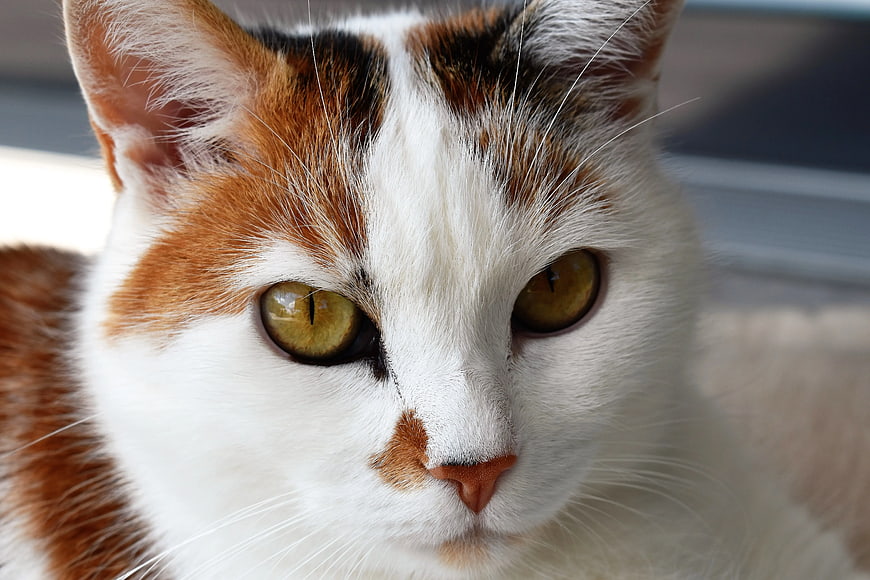 Close-up Portrait of Calico Cat with Green Eyes