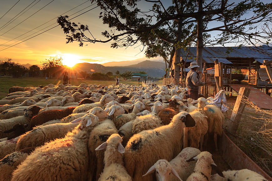 Shepherd Herding Sheep Flock at Golden Sunset in Vietnam
