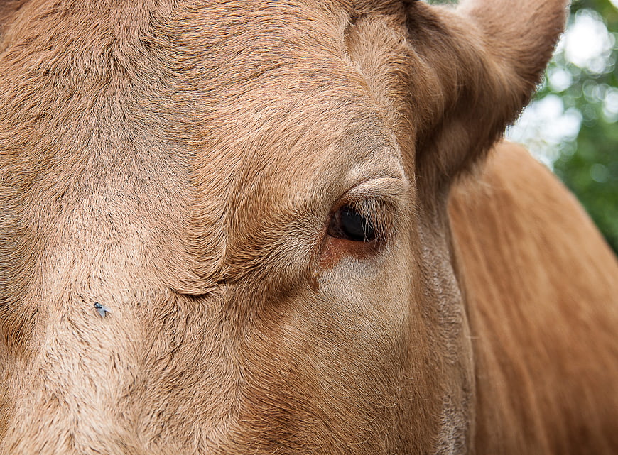 Close-up of a brown cow's eye with natural fur texture
