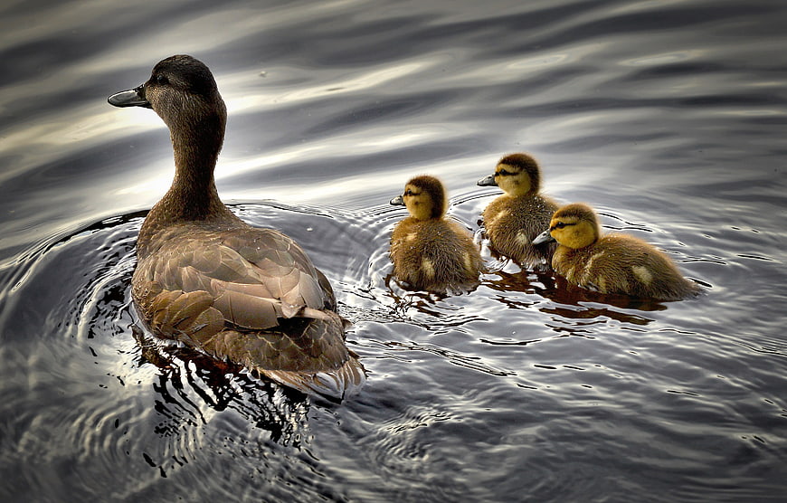 Mother Duck and Three Ducklings Swimming in Water