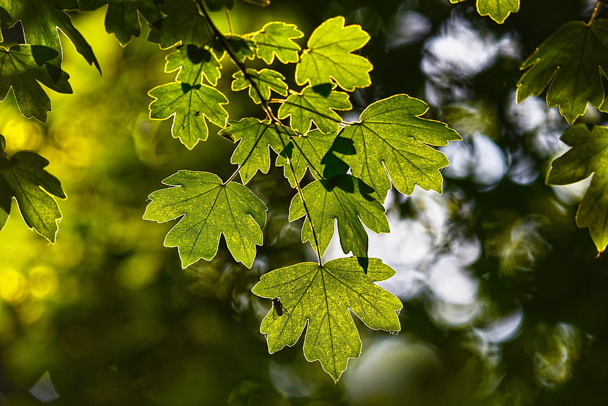 Sunlit Green Maple Leaves with Bokeh Background