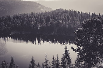 Serene Black and White Forest Lake Landscape