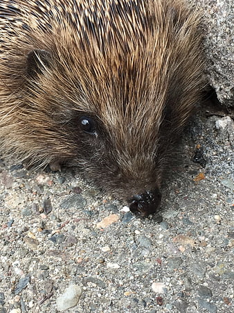 Close-up of a Hedgehog Sniffing the Ground