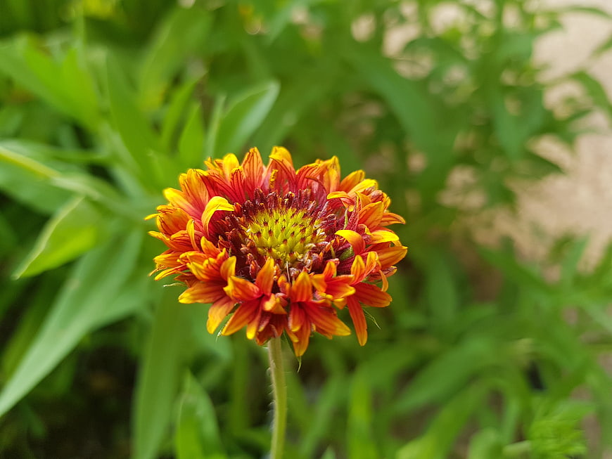Close-up of vibrant red and yellow Gaillardia flower