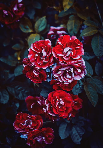 Vibrant red roses with white edges against dark background
