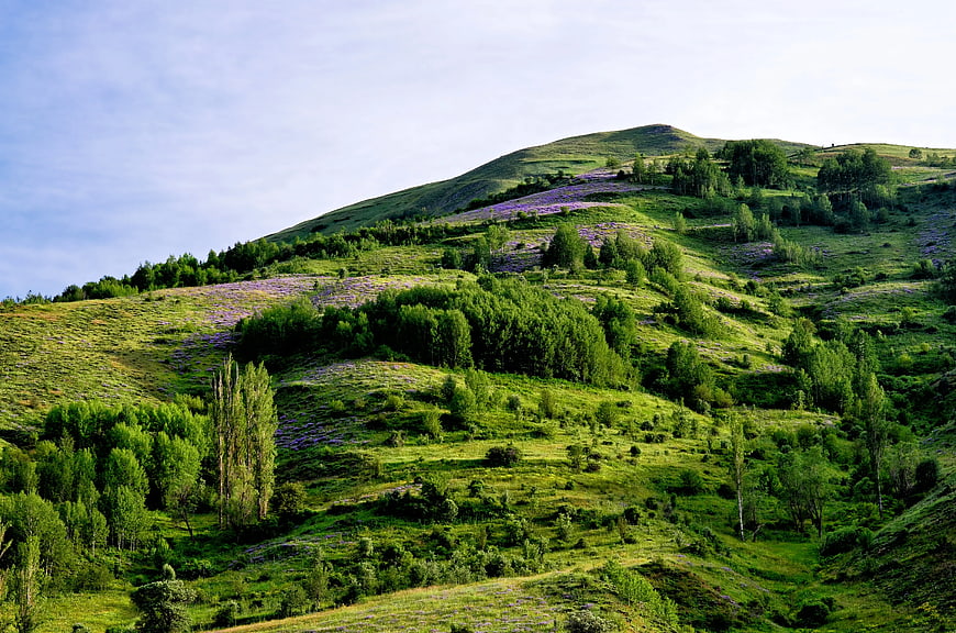 Lush Green Rolling Hills with Purple Wildflowers