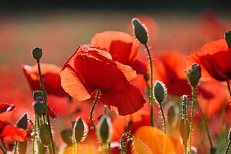 Vibrant Red Poppies in a Sunlit Field with Soft Focus Background