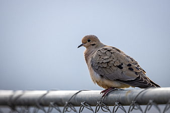 Mourning Dove Perched on Chain Link Fence
