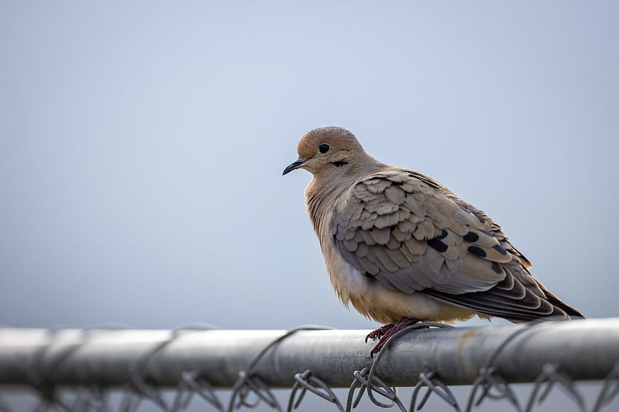 Mourning Dove Perched on Chain Link Fence