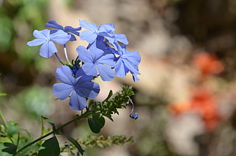 Close-up of vibrant blue plumbago flowers in a garden