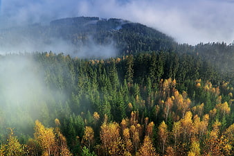 Misty Autumn Forest Landscape With Conifers And Fall Colors