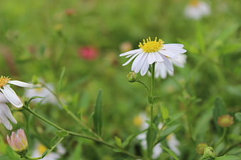 White Daisy with Yellow Center in Green Meadow