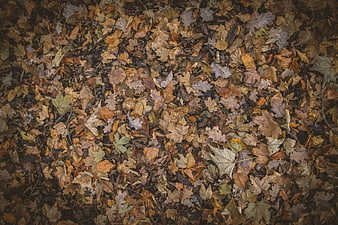 Top View of Dried Autumn Leaves on Forest Floor