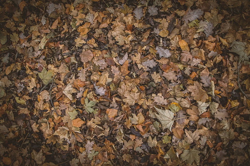 Top View of Dried Autumn Leaves on Forest Floor
