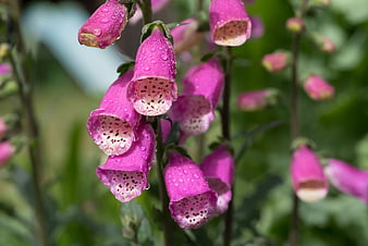 Pink Foxglove Flowers with Water Droplets in Garden