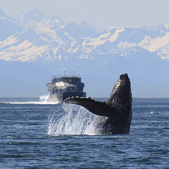 Humpback whale breaching in ocean with tour boat and snowy mountains