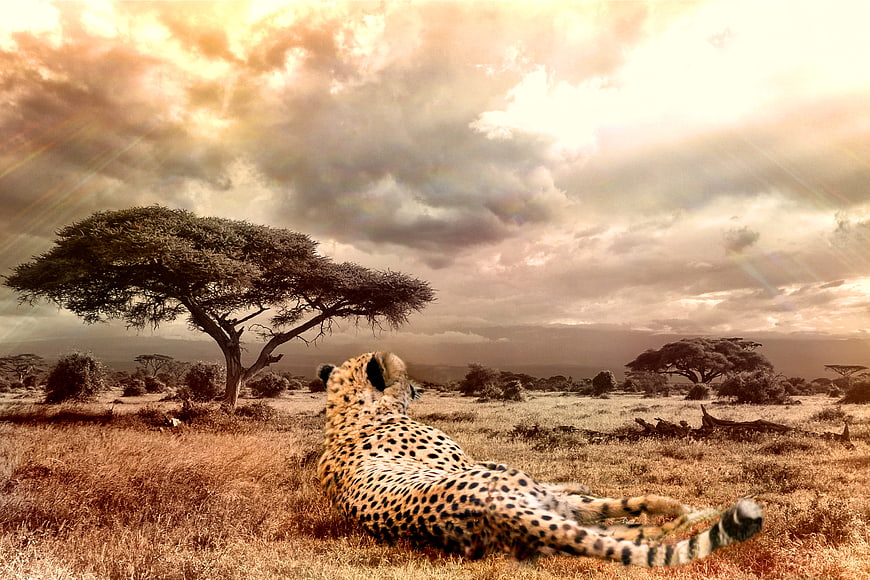 Cheetah resting in African savanna at sunset