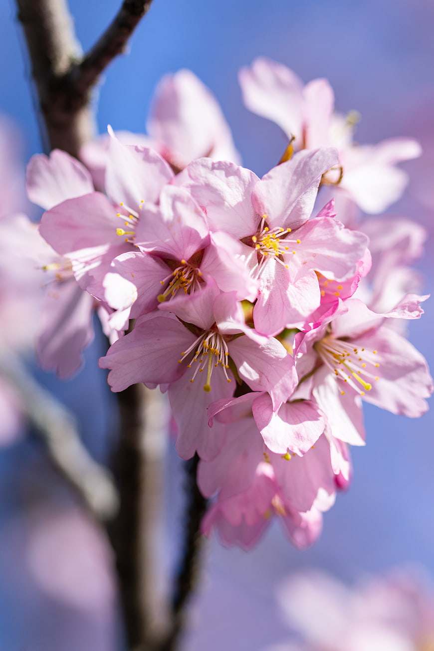 Pink Cherry Blossoms on Branch Against Blue Sky