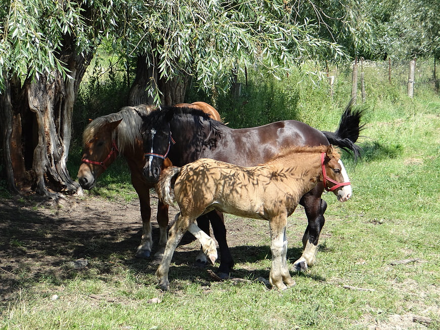 Horse Family Group In Pasture