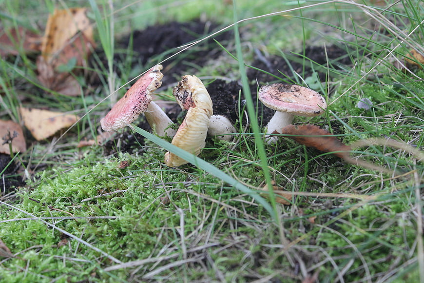 Wild mushrooms growing in mossy forest floor