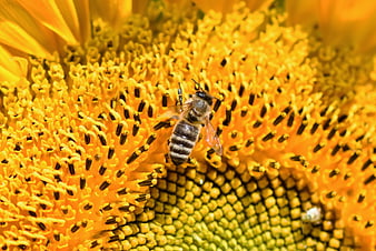Honey Bee Pollinating Sunflower Center Macro Nature Photography