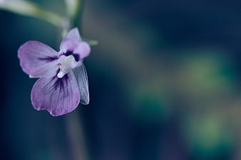 Close-up of a delicate purple flower with blurred background