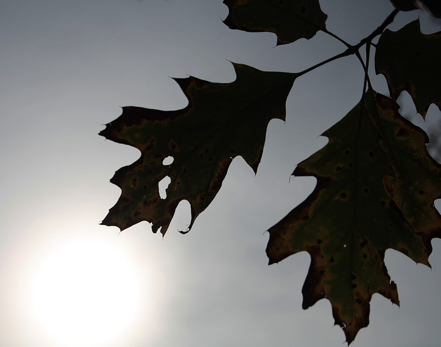 Silhouetted Oak Leaves Against Bright Overcast Sky