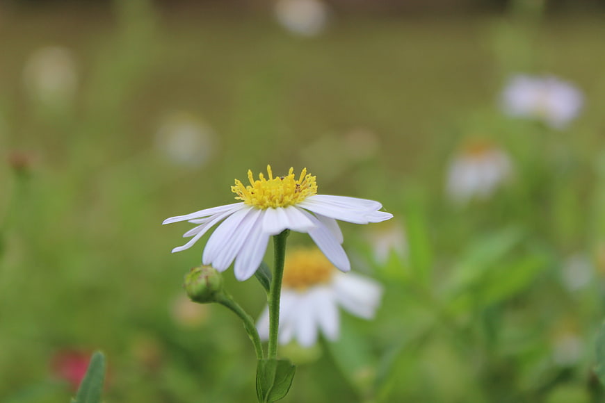 Close-up of a white daisy with yellow center in a green field