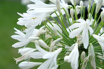 Close-up of white agapanthus flowers with green stems