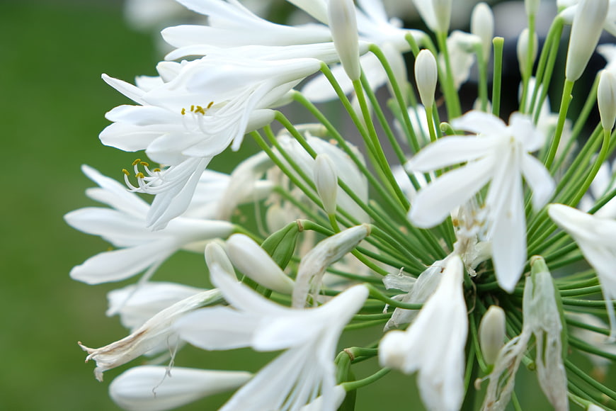 Close-up of white agapanthus flowers with green stems