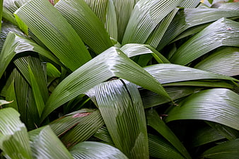 Close-up of lush green tropical plant leaves with texture