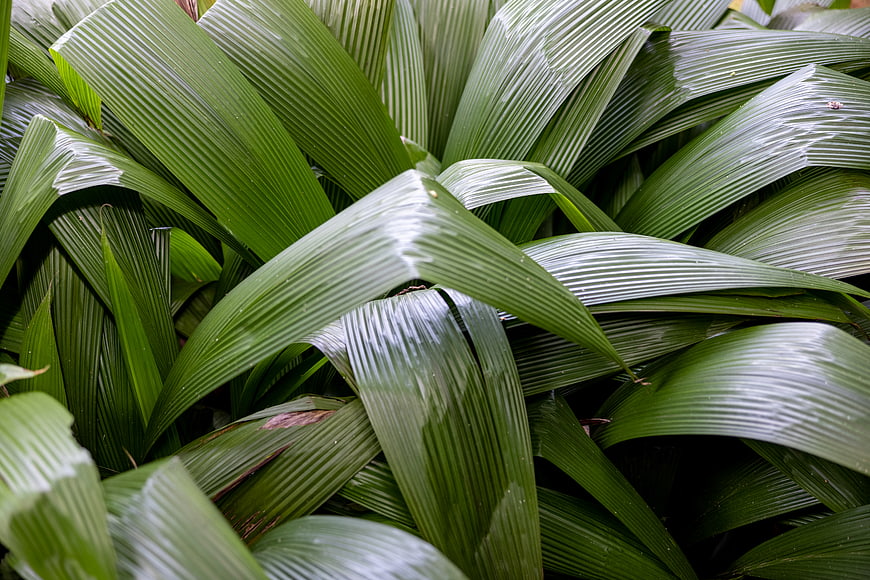 Close-up of lush green tropical plant leaves with texture