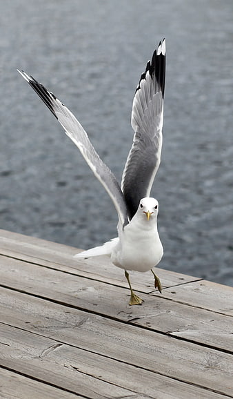 Seagull Landing on Wooden Dock with Wings Spread