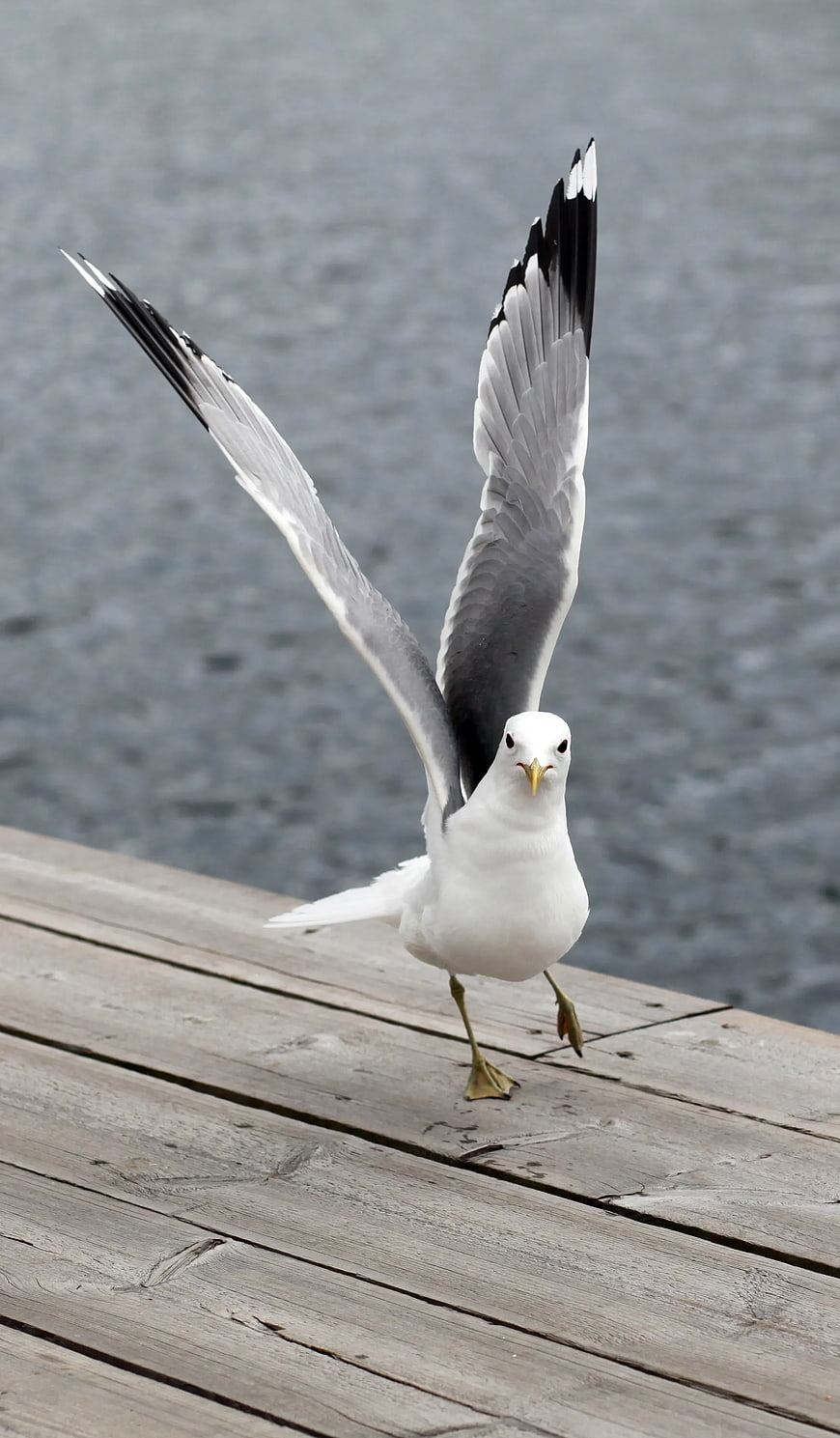 Seagull Landing on Wooden Dock with Wings Spread