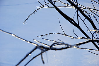 Icy tree branches against a clear blue winter sky